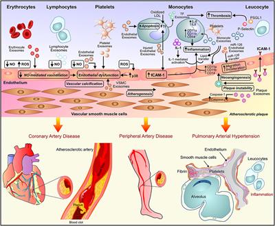 Exosomes in Cardiovascular Diseases: Pathological Potential of Nano-Messenger